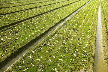 Image showing farm field