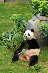 Image showing panda