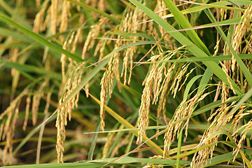 Image showing ripe paddy rice