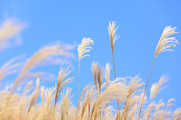 Image showing grass in autumn