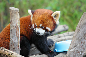 Image showing red panda