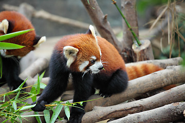 Image showing red panda