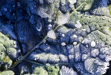 Image showing Macro of plant leave with ice freeze on it.