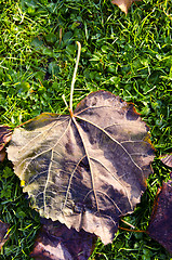 Image showing Lime tree leaf fell on grass. Autumn details.