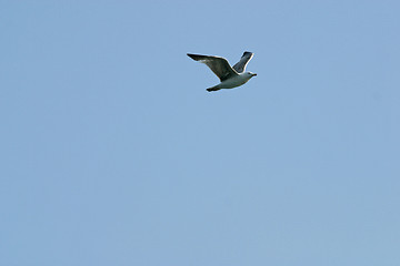 Image showing Seagull