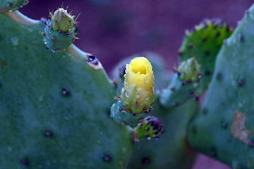 Image showing Opuntia flower