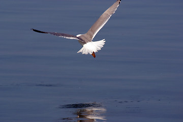 Image showing Seagull