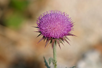 Image showing Flower