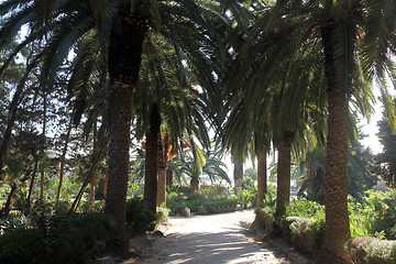 Image showing Beautiful palm garden-Carthage-Tunisia