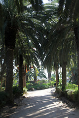 Image showing Beautiful palm garden-Carthage-Tunisia