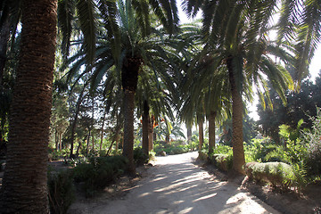 Image showing Beautiful palm garden-Carthage-Tunisia
