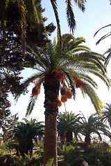 Image showing Phoenix dactylifera palm tree