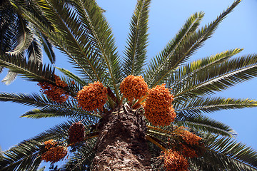 Image showing Phoenix dactylifera palm tree