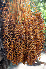 Image showing Phoenix dactylifera palm tree