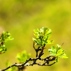 Image showing green leaves