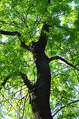 Image showing trees in the woods