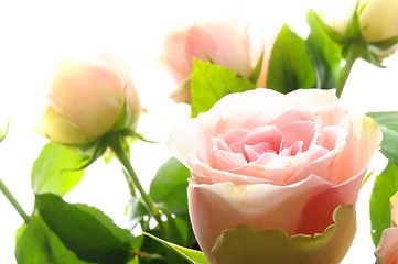 Image showing rose flowers