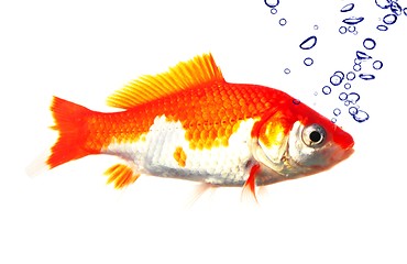 Image showing goldfish