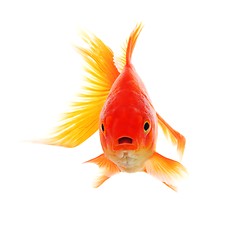 Image showing goldfish