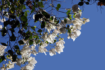 Image showing Bougainvillea flower