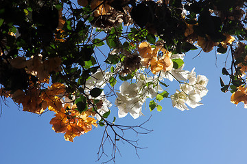 Image showing Bougainvillea flower