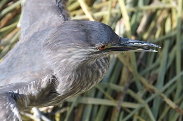 Image showing Titicaca lake 