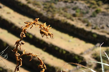 Image showing Inca ruins in Pisac 