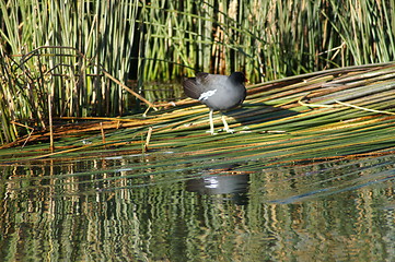 Image showing Titicaca lake 