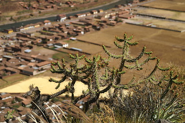 Image showing cactus in Peru