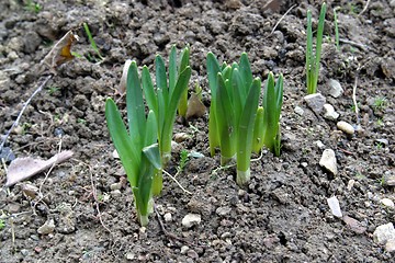 Image showing New life - Close up bud of hyacinth