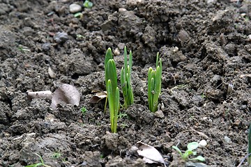 Image showing New life - Close up bud of hyacinth