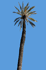 Image showing Palm tree and blue sky