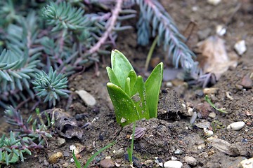 Image showing New life - Close up bud of hyacinth