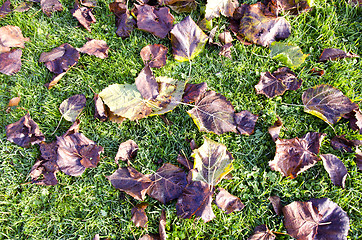 Image showing Autumn lime tree leaves fell on grass.