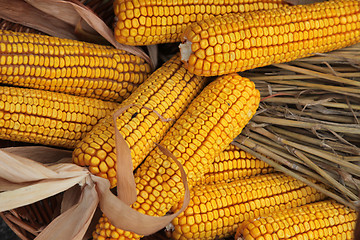 Image showing Maize cobs