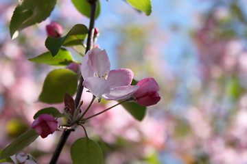 Image showing pink blossom