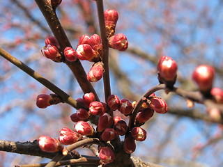 Image showing apricot tree at spring