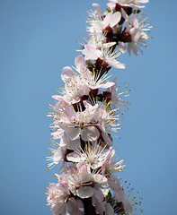 Image showing  apricot tree blossom