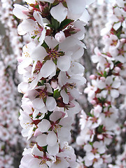 Image showing apricot tree blossom