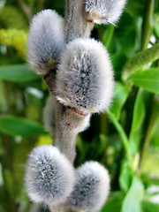 Image showing pussy willow buds