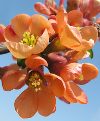 Image showing red blossom