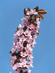 Image showing pink blossom                             