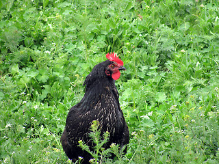 Image showing black  hen 