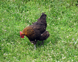 Image showing hen in a grass     