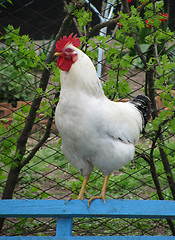 Image showing cock 