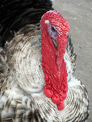 Image showing turkey 