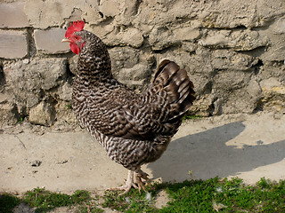 Image showing hen in a yard     