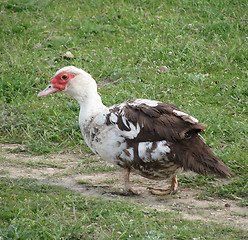 Image showing duck in a yard    