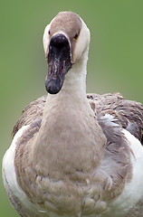 Image showing goose 