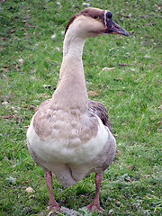 Image showing goose